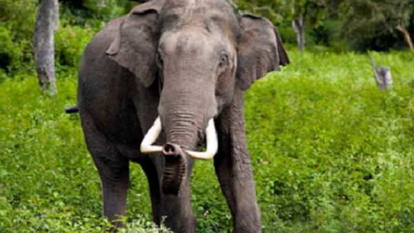 जंगल से घाँस लेने गये व्यक्ति पर जँगली हाथी ने हमला कर मार डाला